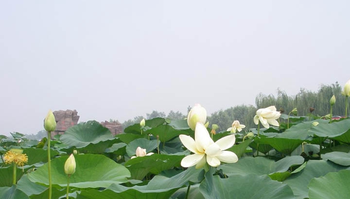  四川較好的中藥學專業(yè)學校是哪個