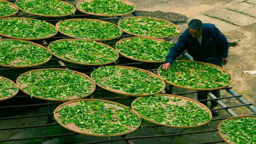 茶葉生產(chǎn)與加工專業(yè)就業(yè)方向有哪些？