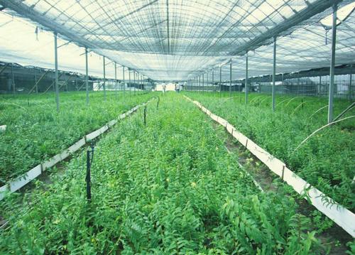 中草藥種植專業(yè)就業(yè)方向有哪些？