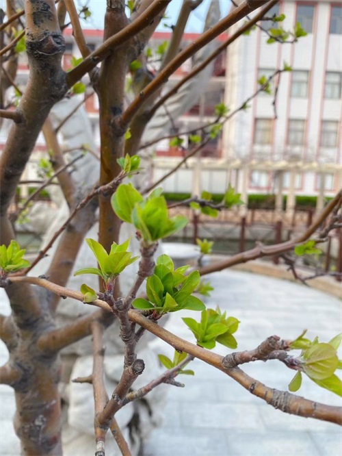 山東煤炭技師學(xué)院：春暖花開(kāi)美校園，不忘初心育新人