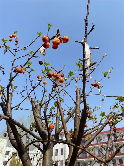 山東煤炭技師學(xué)院：春暖花開(kāi)美校園，不忘初心育新人