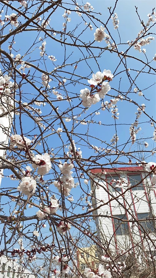 山東煤炭技師學(xué)院：春暖花開(kāi)美校園，不忘初心育新人