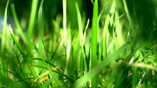 成都青蘇職業(yè)中專學(xué)校怎么樣？好不好就業(yè)呢？
