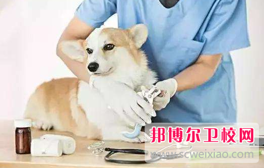 湛江2021年女生上衛(wèi)校學(xué)什么專業(yè)好