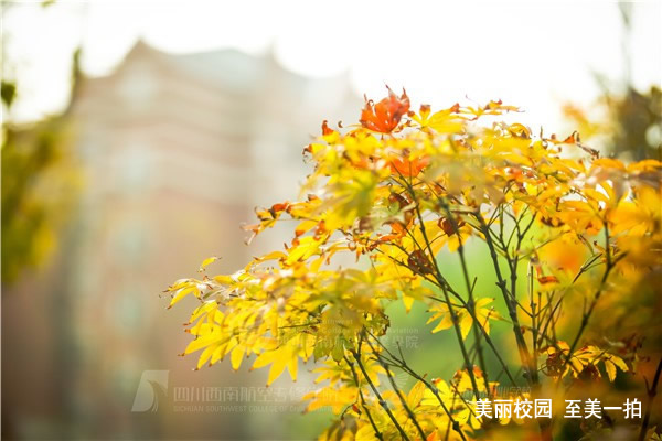 四川西南航空職業(yè)學(xué)院學(xué)校環(huán)境實(shí)拍圖片